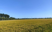 沃野流金，欢歌庆丰年&mdash;&mdash;2026年&ldquo;中国农民丰收节&rdquo;全国主场活动速写