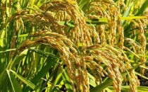 泰国大米亩产多少斤？和中国大米相比，好在哪里？能引进种植吗？